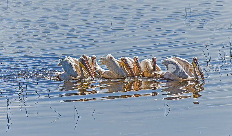 大白鹈鹕(Pelecanus onocrotalus)也被称为东方白鹈鹕，玫瑰色鹈鹕或白鹈鹕是鹈鹕科的一种鸟。肯尼亚纳库鲁湖国家公园。在湖里集体捕鱼以合作喂养。